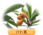 びわ葉