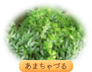あまちゃづる