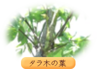 タラの木の葉