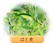 はと麦