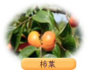 柿葉