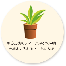 煎じた後のティーバッグの中身を植木に入れると元気になる