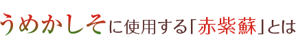 うめかしそに使用する「赤紫蘇」とは